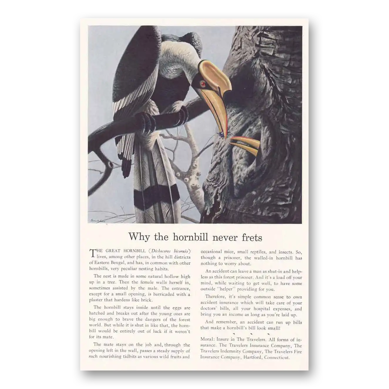 1939 Travelers Insurance Great Hornbill Never Frets Vintage Magazine Print Ad