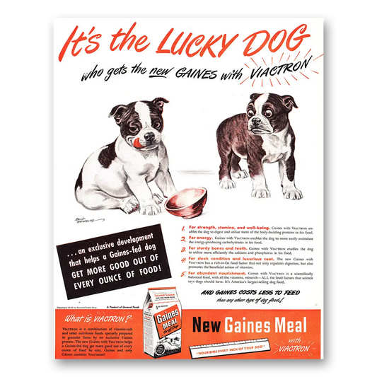 1948 Gaines Dog Food Lucky Dog Who Gets New Gaines Vintage Magazine Print Ad