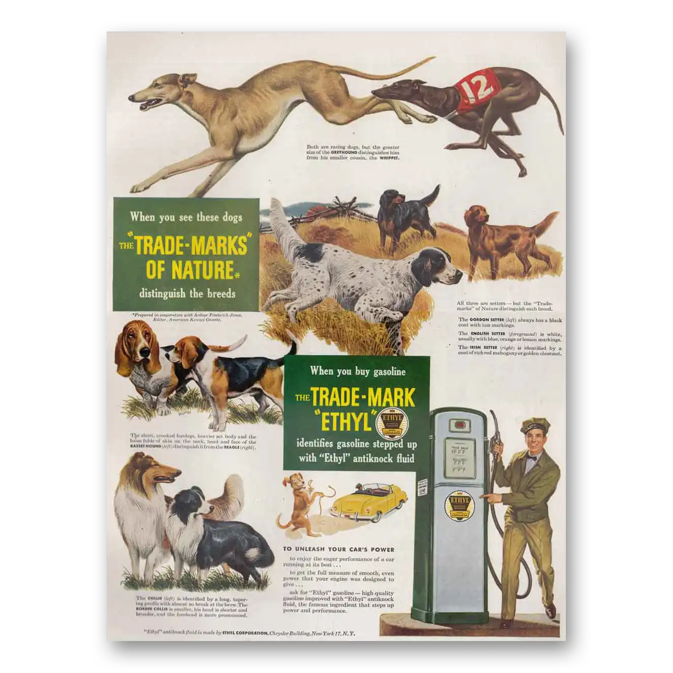 1949 Ethyl Gasoline Trade Marks of Nature Hunting Dogs Vintage Magazine Print Ad