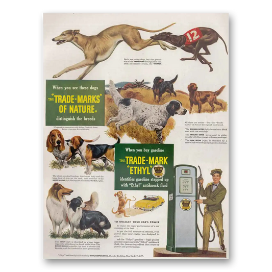 1949 Ethyl Gasoline Trade Marks of Nature Hunting Dogs Vintage Magazine Print Ad