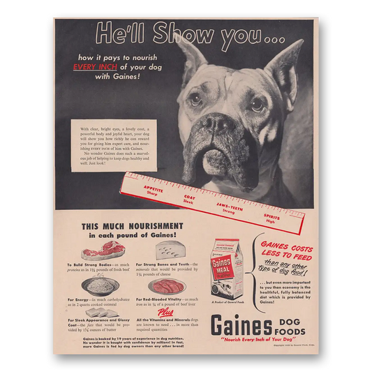 1949 Gaines Dog Food He'll Show You Vintage Magazine Print Ad