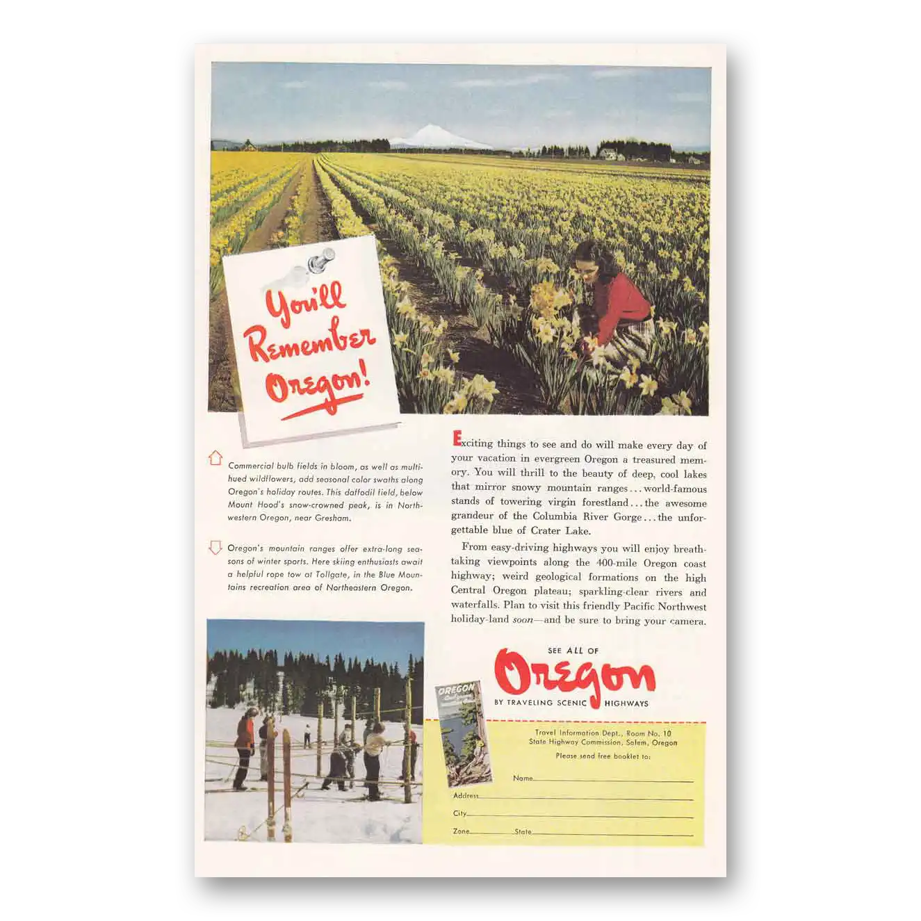 1950 Oregon Commercial Bulb Fields in Bloom Vintage Magazine Print Ad