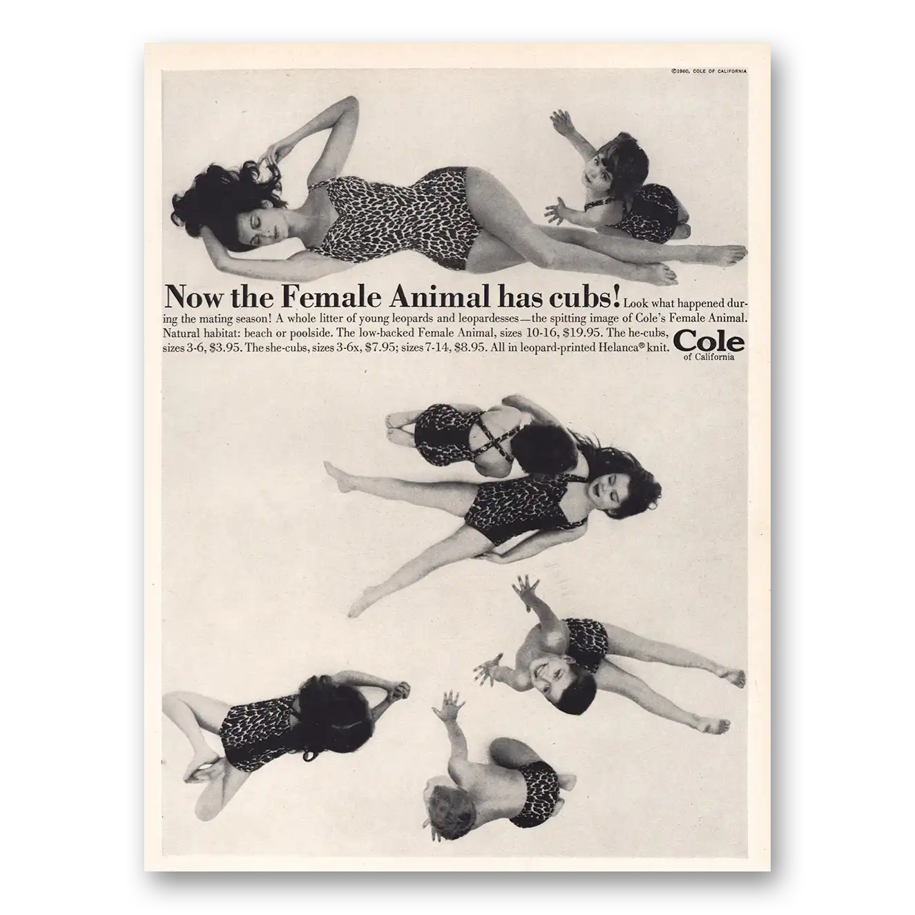 1960 Cole of California Female Animal Has Cubs Vintage Magazine Print Ad