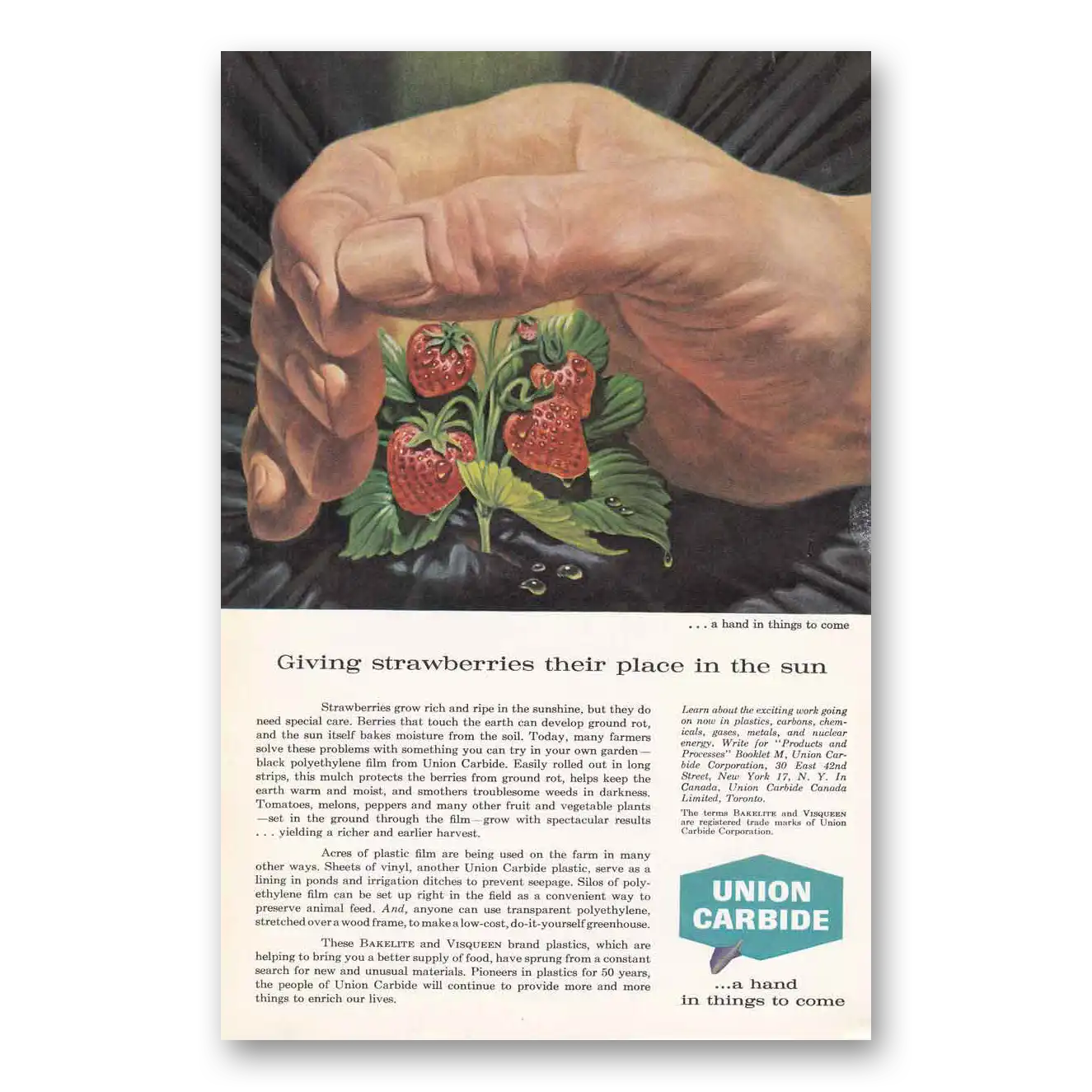 1960 Union Carbide Giving Strawberries Their Place in the Sun Vintage Magazine Print Ad