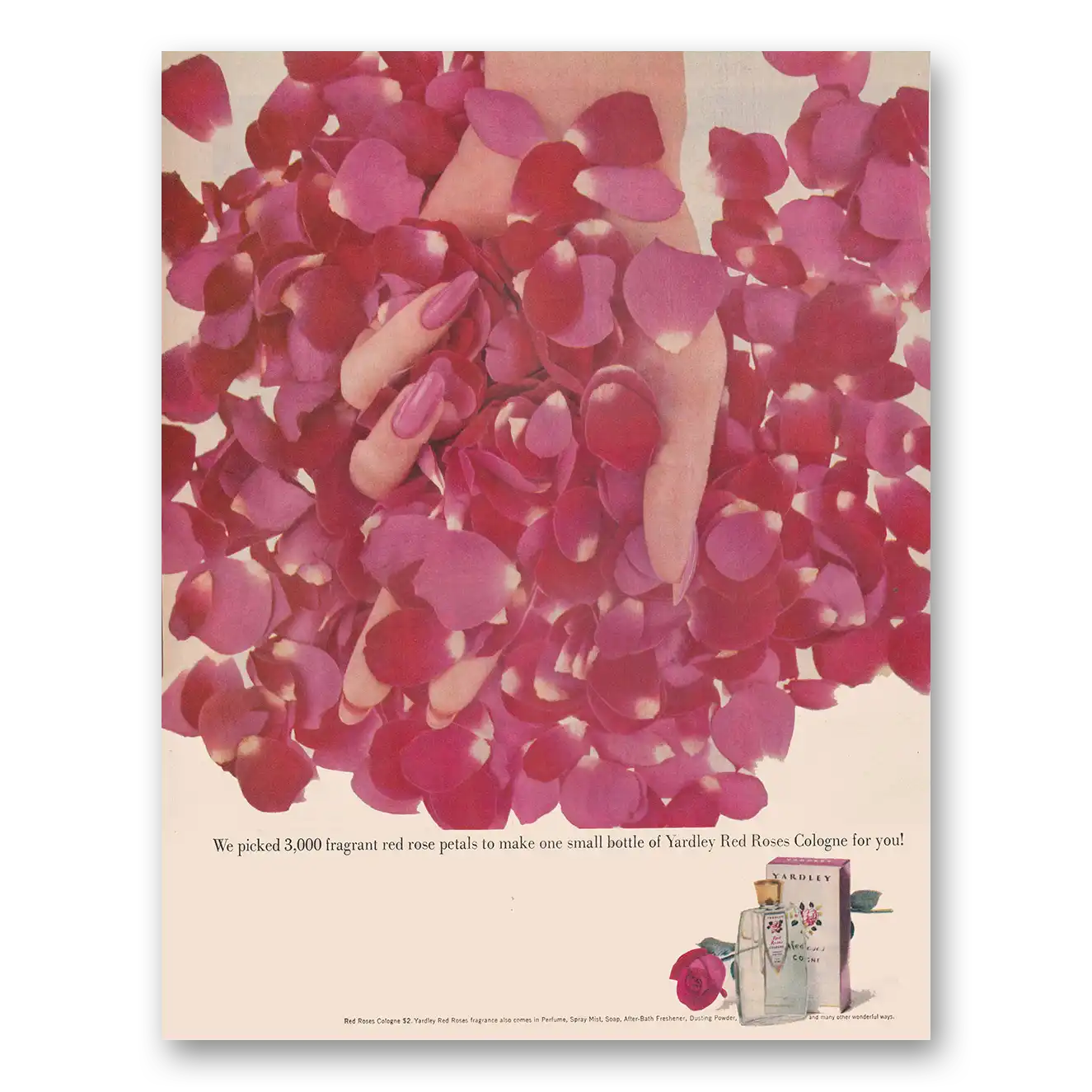 1961 Red Roses Cologne We Picked 3000 Fragrant Red Rose Petals Vintage Magazine Print Ad