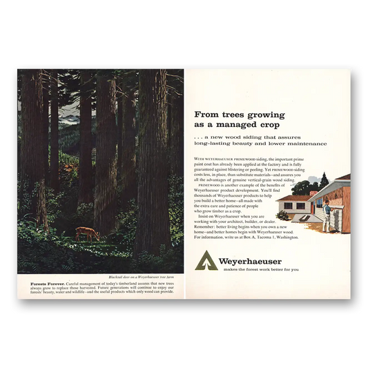 1962 Weyerhaeuser Trees Growing Managed Crop Vintage Magazine Print Ad