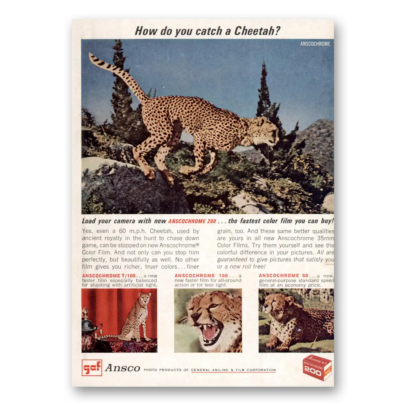 1964 Ansco Film How Do You Catch a Cheetah Vintage Magazine Print Ad