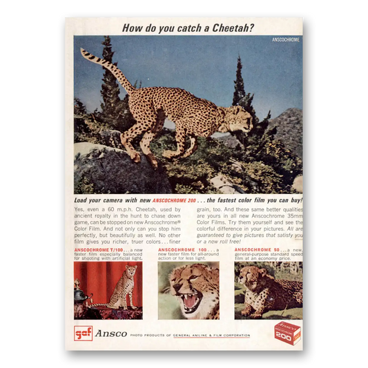 1964 Ansco Film How Do You Catch a Cheetah Vintage Magazine Print Ad