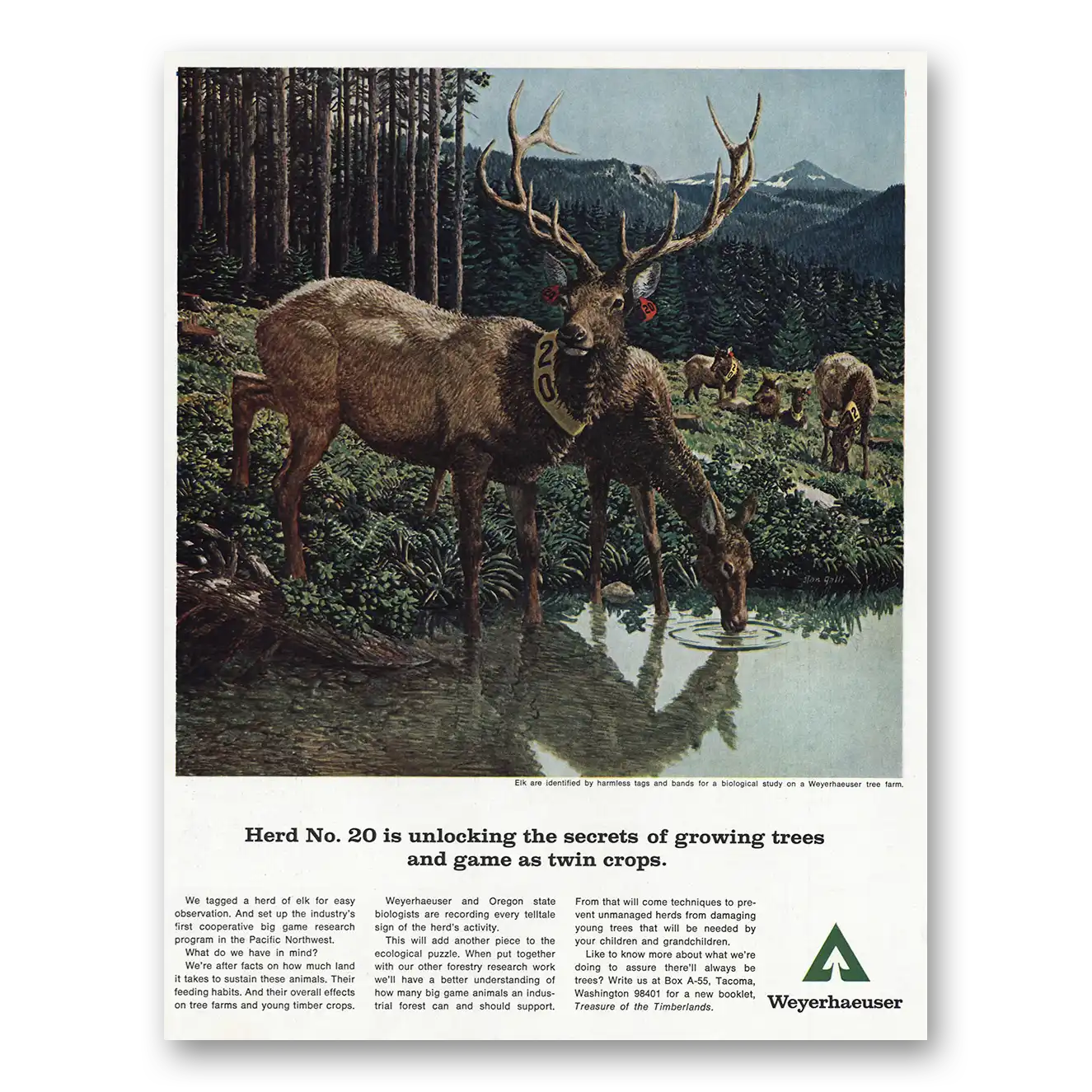 1967 Weyerhaeuser Unlocking Secrets of Growing Trees Vintage Magazine Print Ad