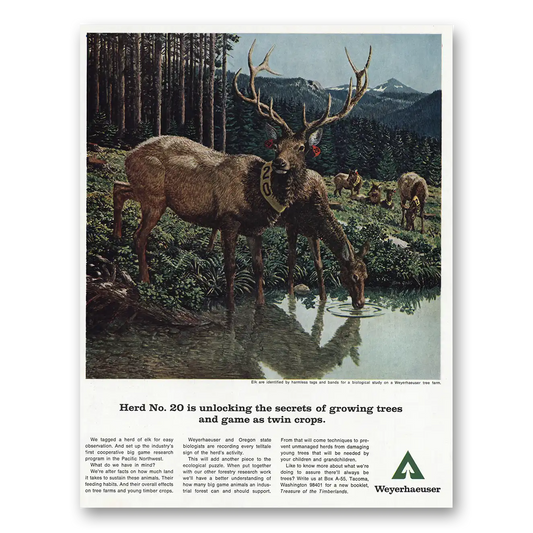 1967 Weyerhaeuser Unlocking Secrets of Growing Trees Vintage Magazine Print Ad