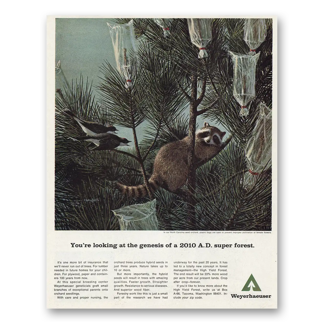 1967 Weyerhaeuser Genesis 2010 AD Super Forest Vintage Magazine Print Ad