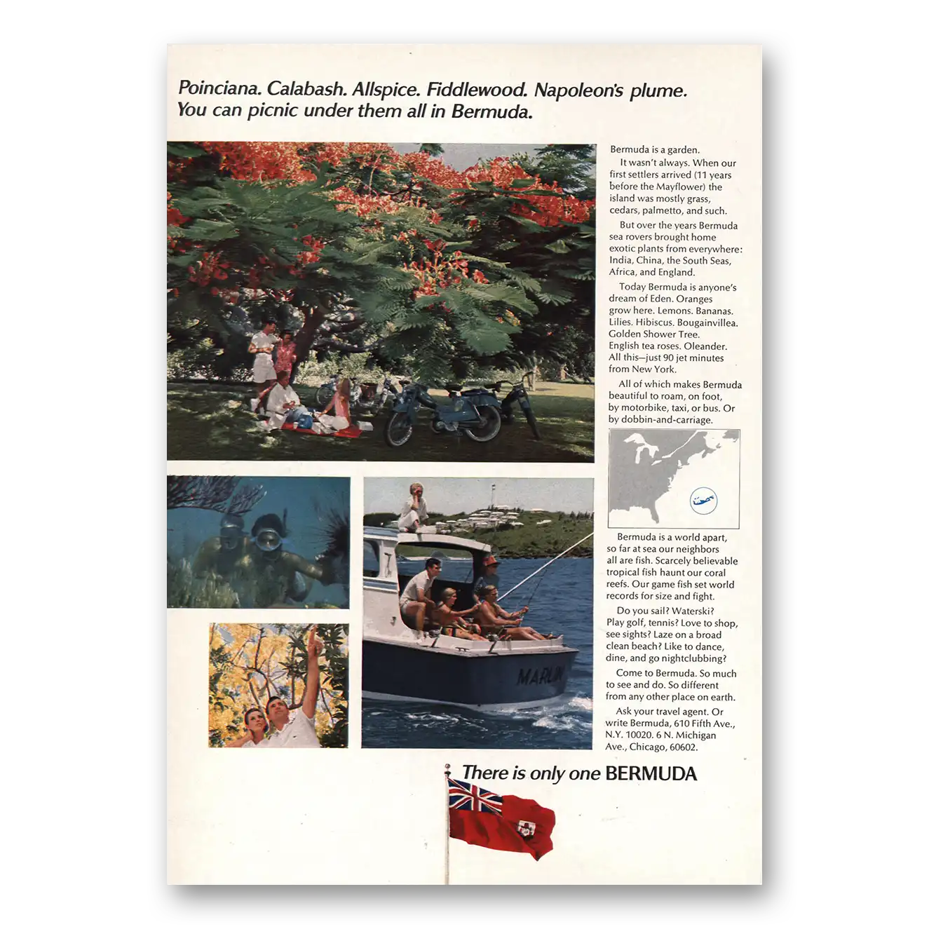 1969 Bermuda  Poinciana Calabash Allspice Vintage Magazine Print Ad