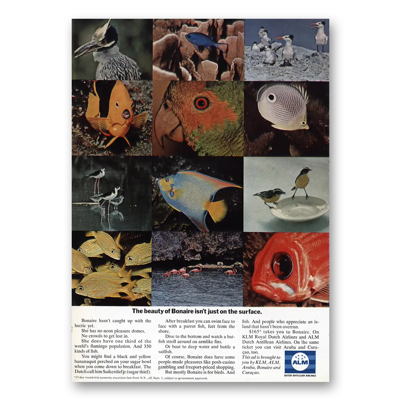 1969 KLM Royal Dutch Airlines Beauty of Bonaire Isnt Just On the Surface Vintage Magazine Print Ad