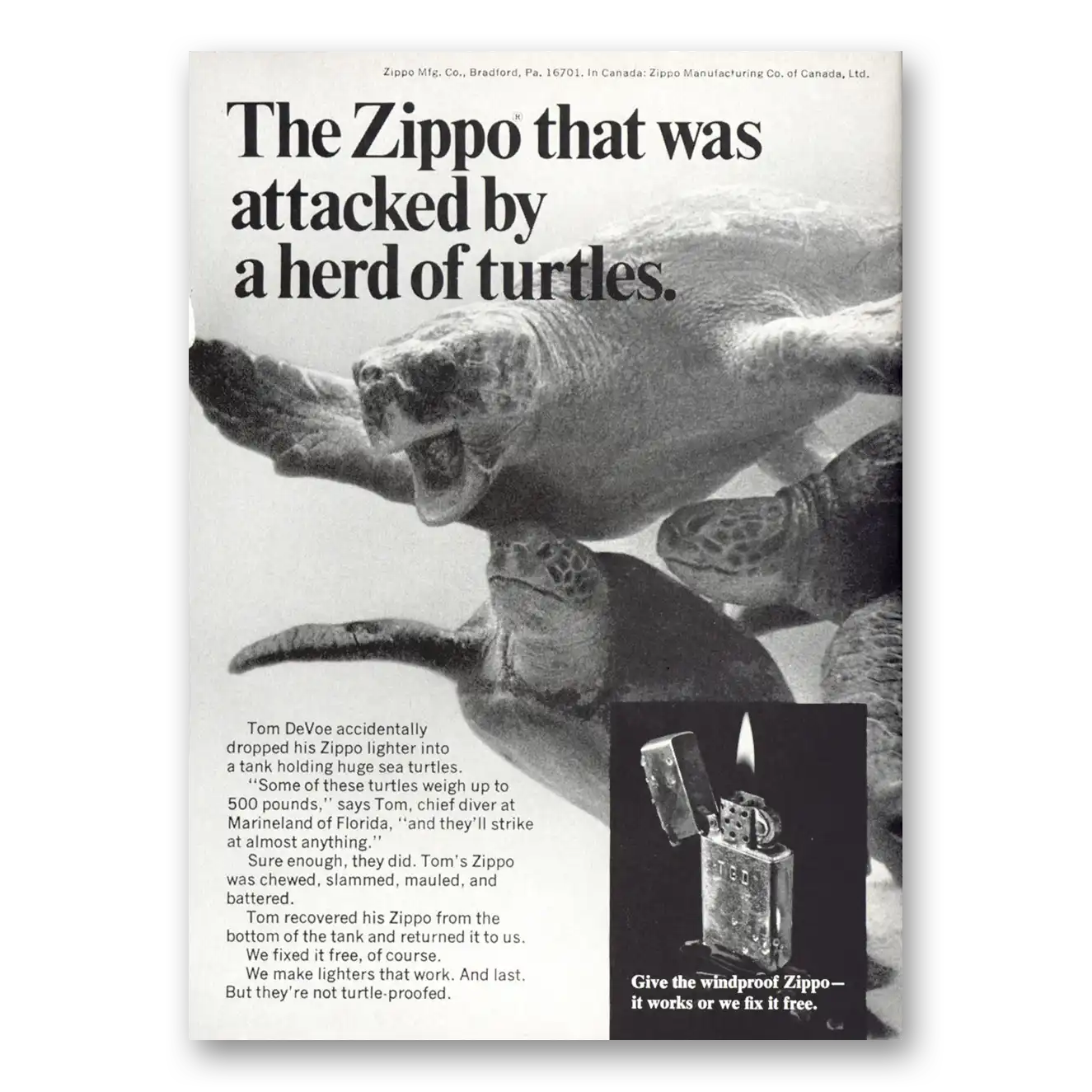 1969 Zippo Lighter Attacked by a Herd of Turtles Vintage Magazine Print Ad