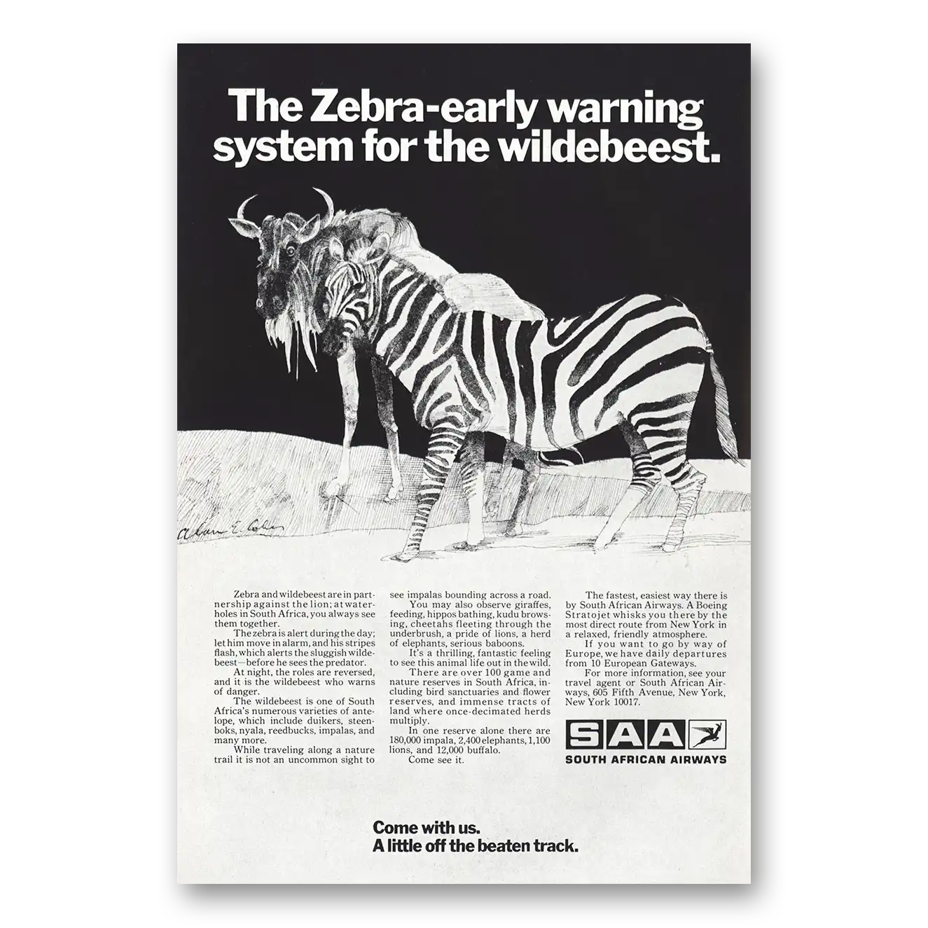 1970 South African Airways Zebra Early Warning Vintage Magazine Print Ad