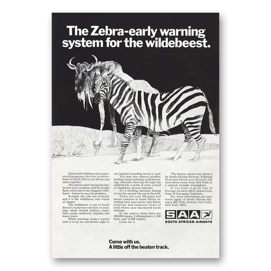 1970 South African Airways Zebra Early Warning Vintage Magazine Print Ad