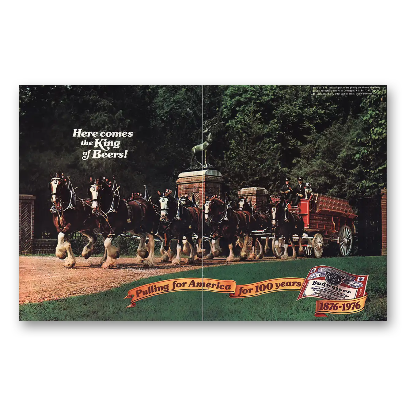 1976 Budweiser Beer King of Beers Clydesdales 100 Years Vintage Magazine Print Ad