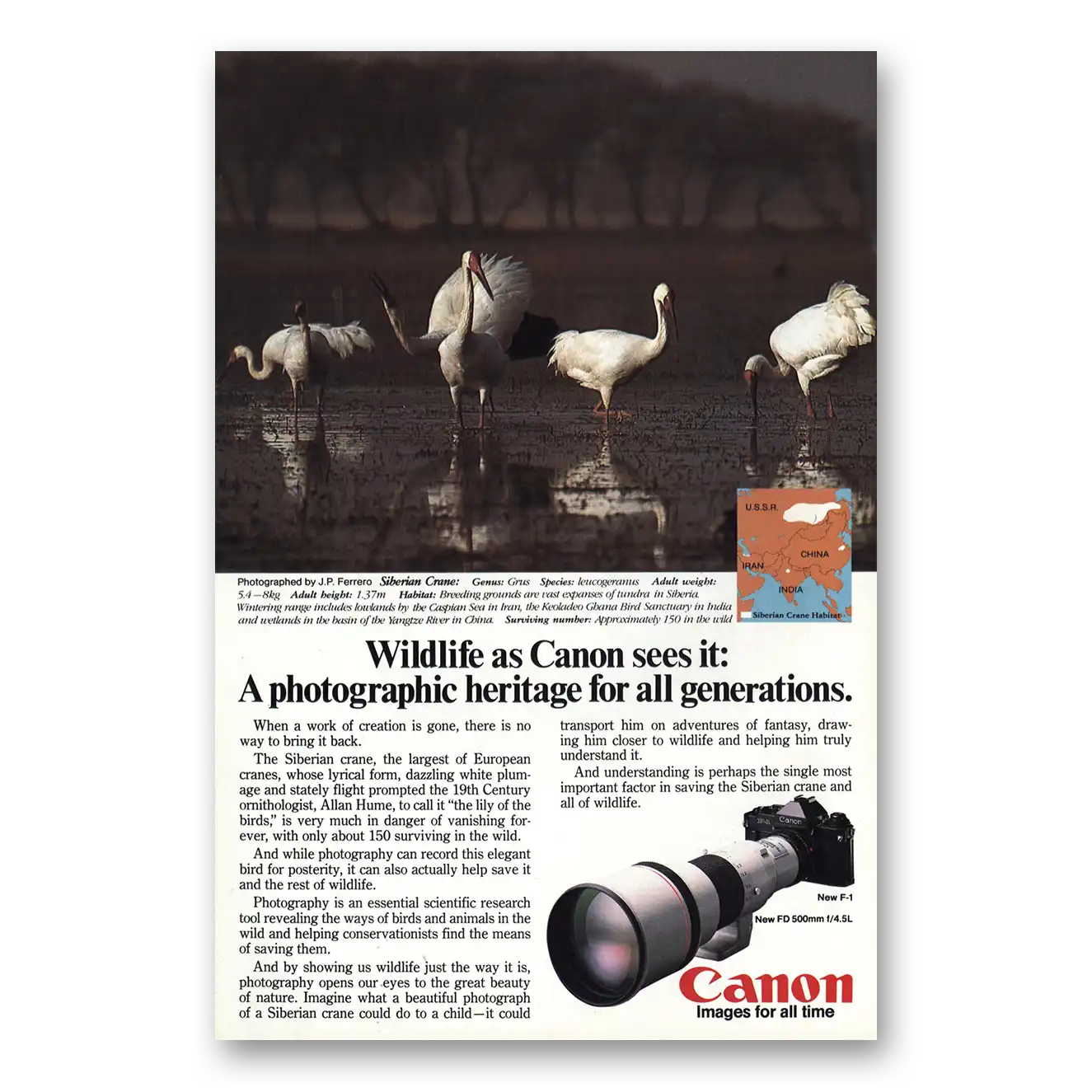 1981 Canon Camera Siberian Crane Vintage Magazine Print Ad