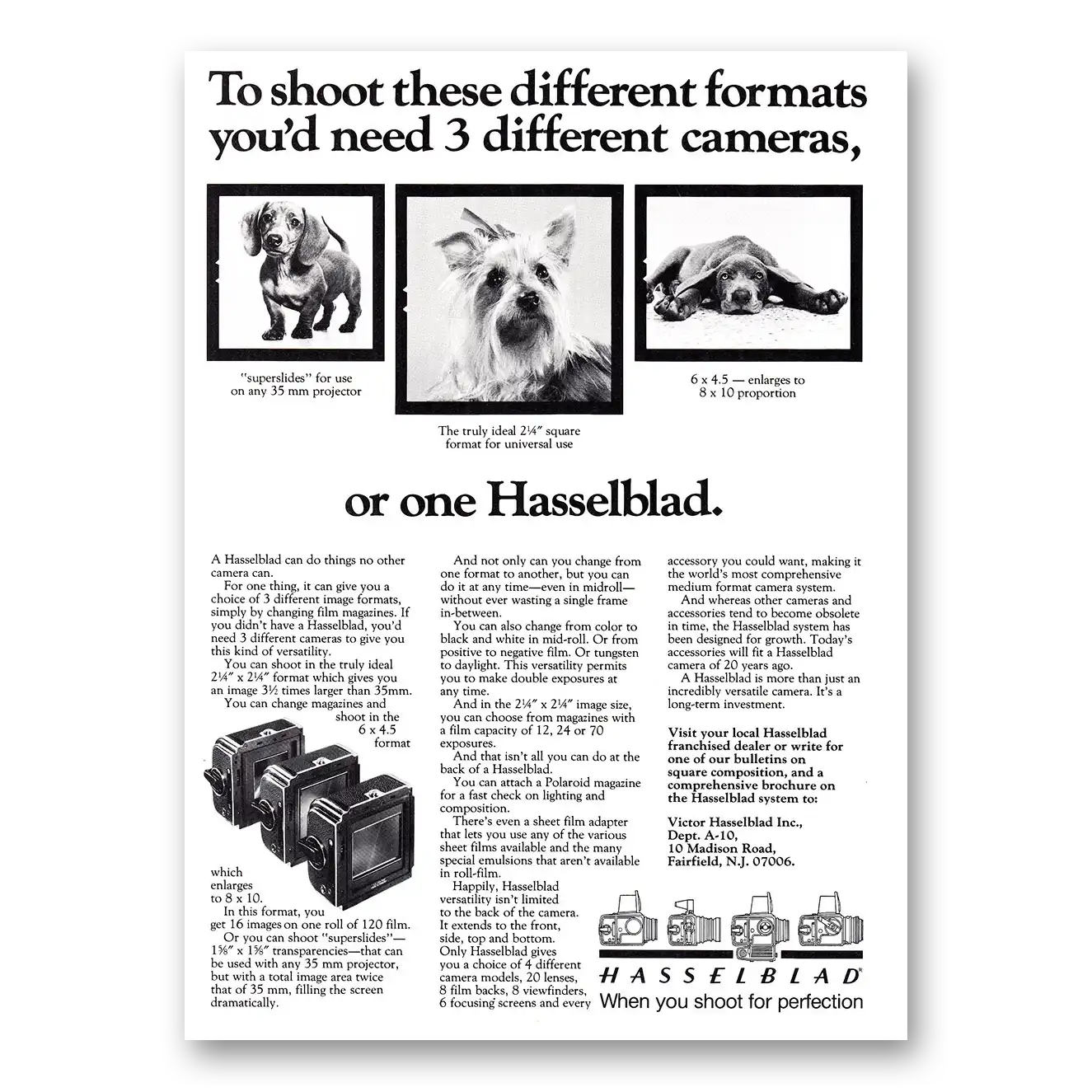 1981 Hasselblad To Shoot These Different Formats Dogs Vintage Magazine Print Ad