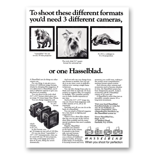 1981 Hasselblad To Shoot These Different Formats Dogs Vintage Magazine Print Ad