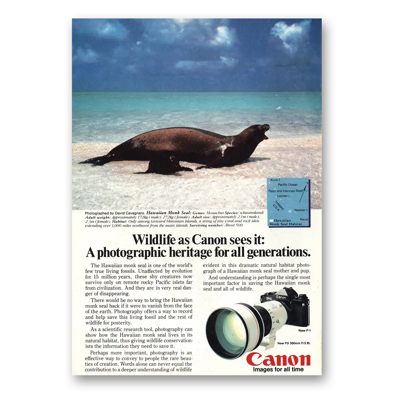 1982 Canon Camera Hawaiian Monk Seal Vintage Magazine Print Ad