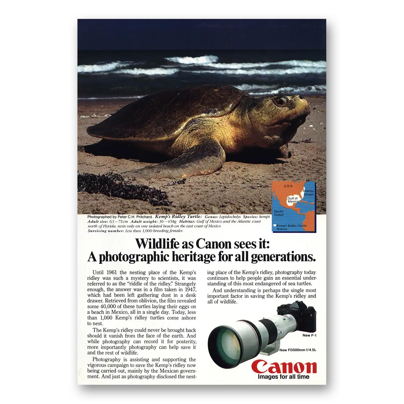 1983 Canon Camera Kemps Ridley Turtle Vintage Magazine Print Ad