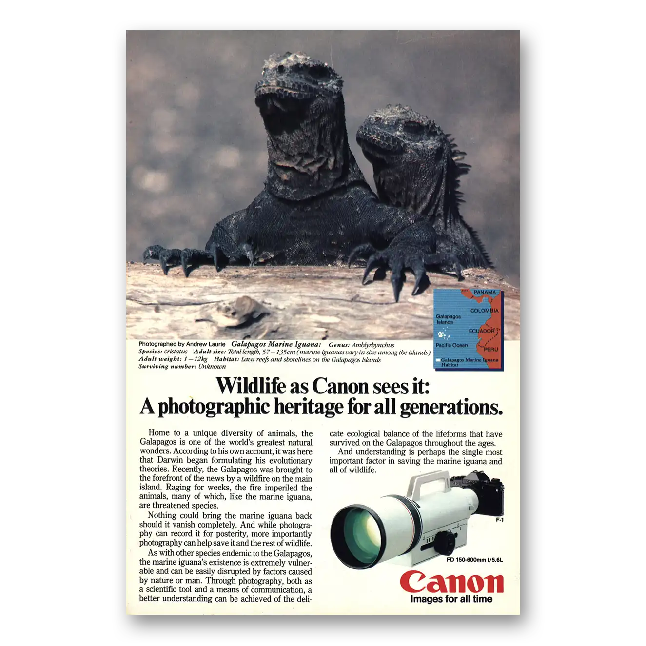 1985 Canon Camera Galapagos Marine Iguana Vintage Magazine Print Ad