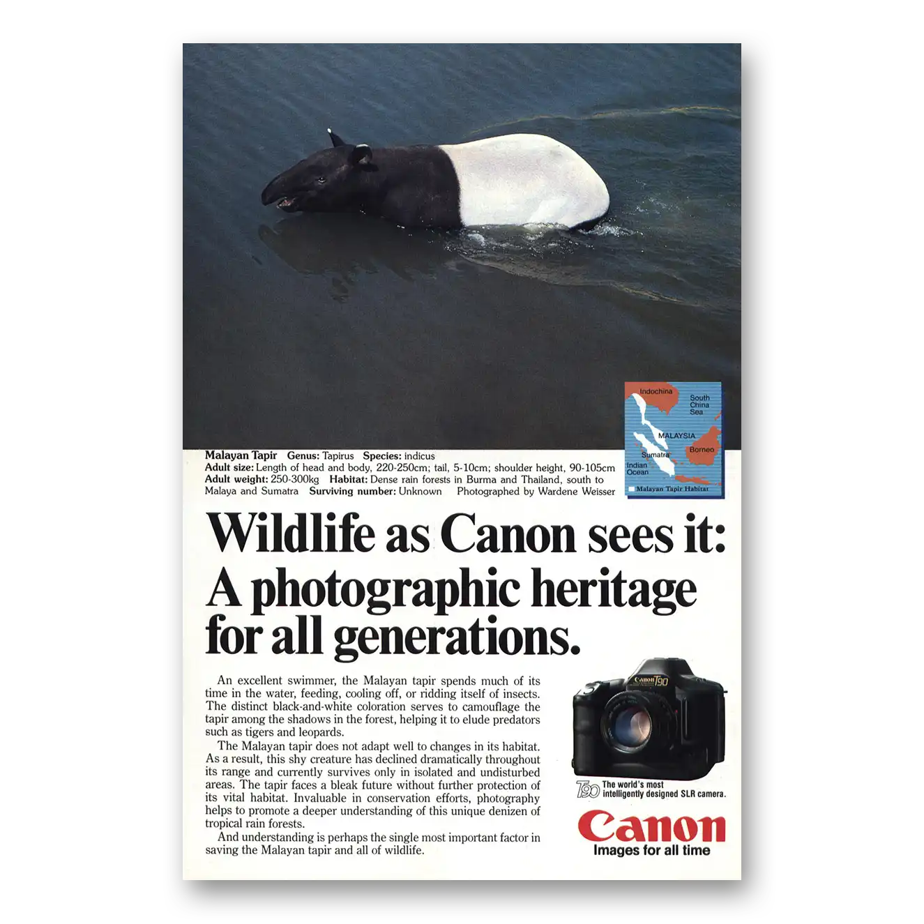 1986 Canon Camera Malayan Tapir Vintage Magazine Print Ad