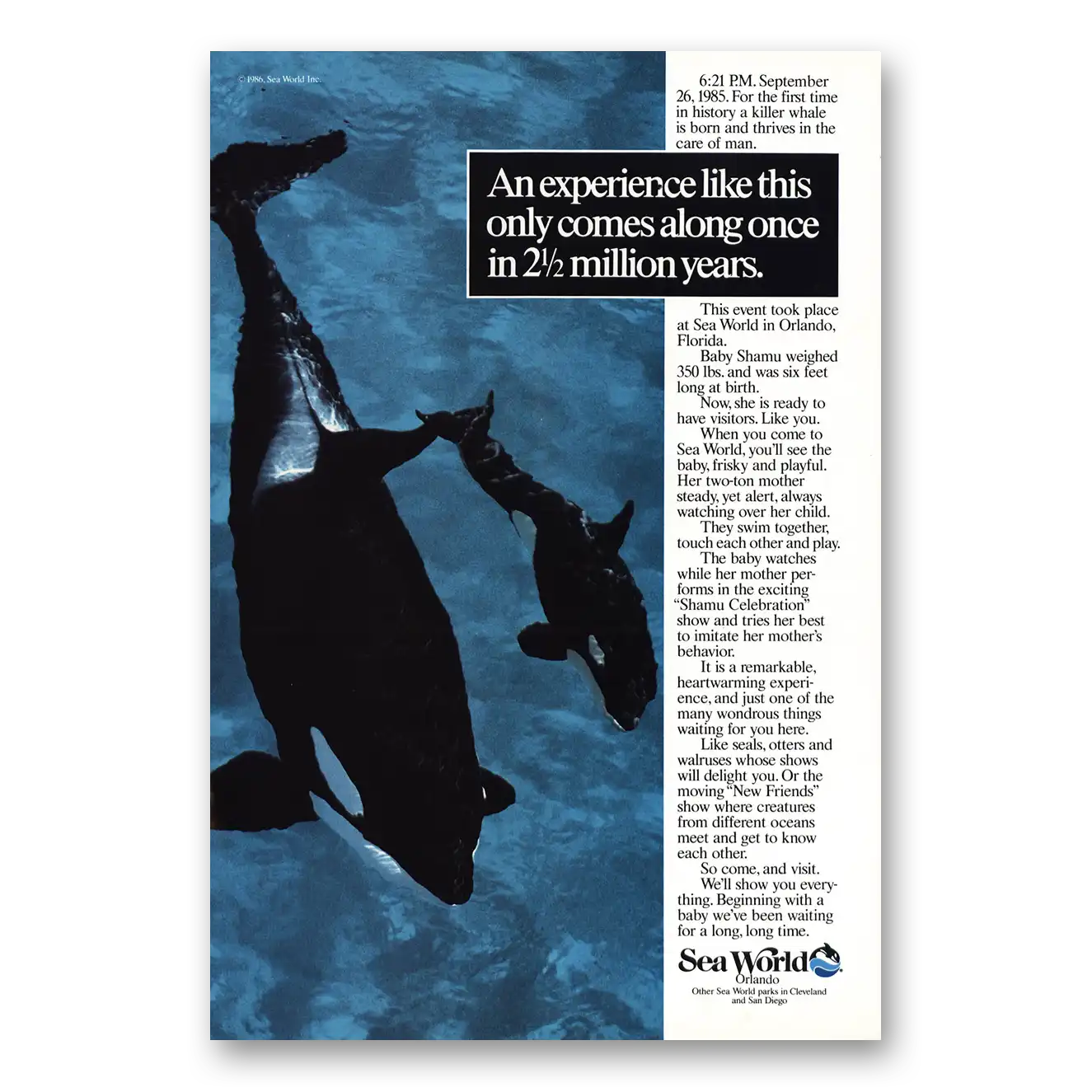 1986 Sea World Baby Shamu Vintage Magazine Print Ad