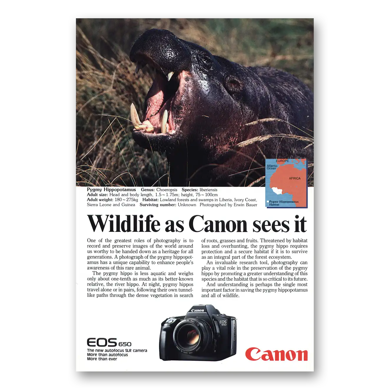 1987 Canon Camera Pygmy Hippopotamus Vintage Magazine Print Ad