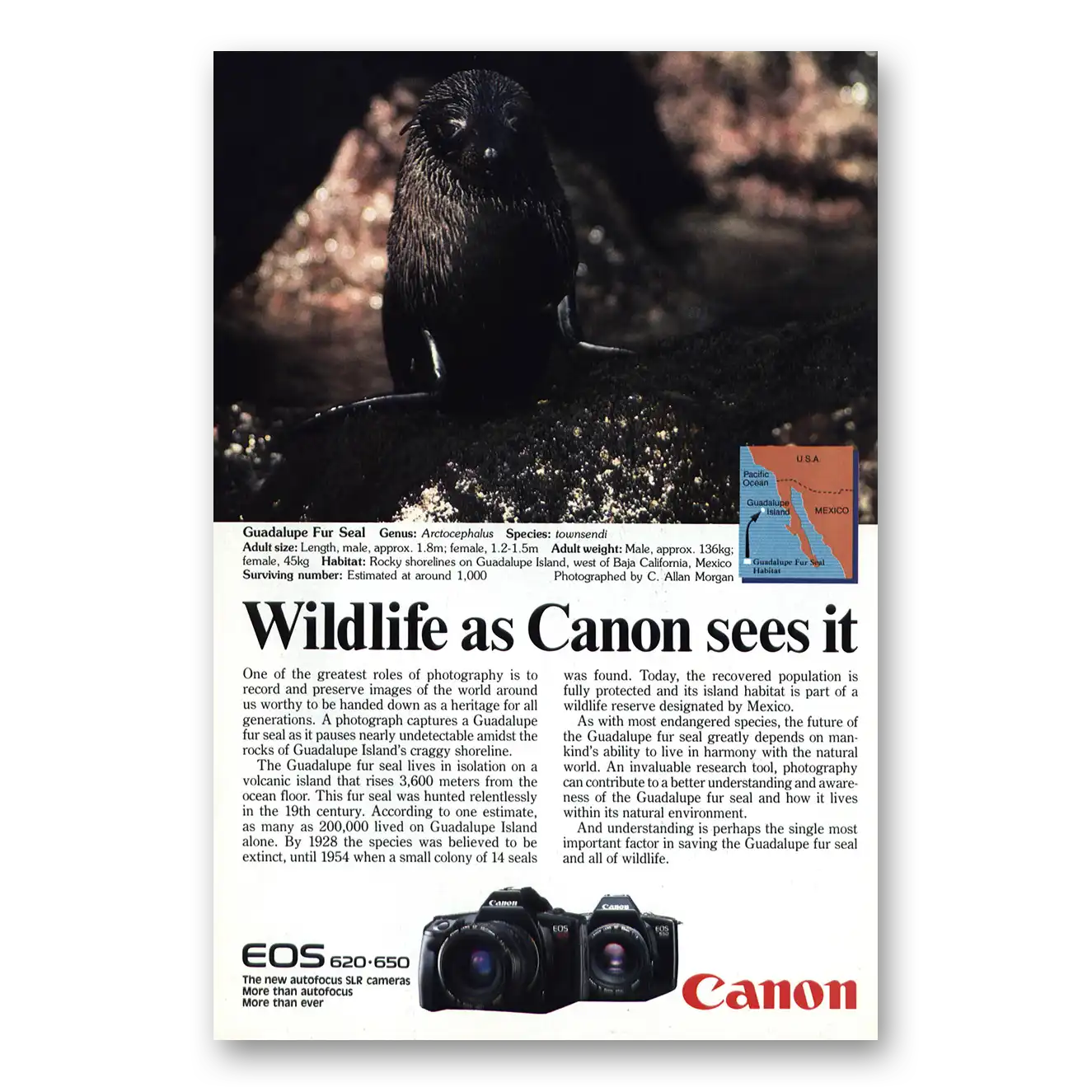 1988 Canon Camera Guadalupe Fur Seal Vintage Magazine Print Ad