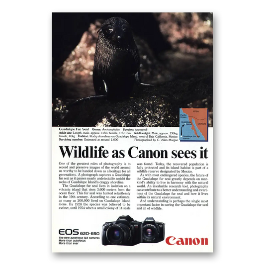 1988 Canon Camera Guadalupe Fur Seal Vintage Magazine Print Ad