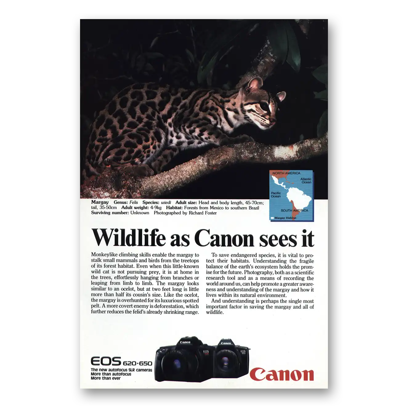 1989 Canon Camera Margay Vintage Magazine Print Ad