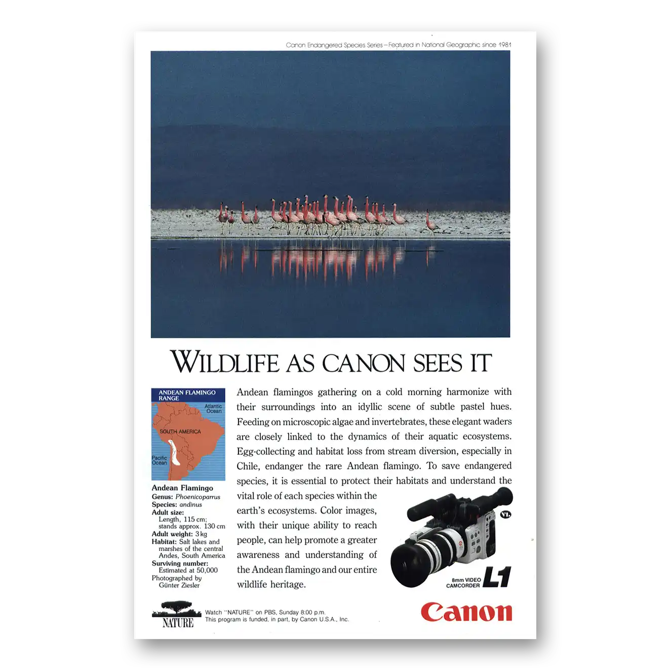 1991 Canon Camera Andean Flamingos Vintage Magazine Print Ad