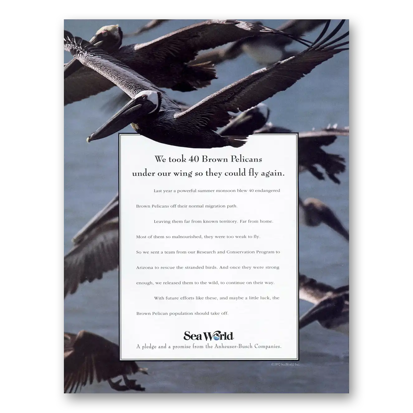 1993 Sea World Brown Pelicans Under Our Wing Vintage Magazine Print Ad