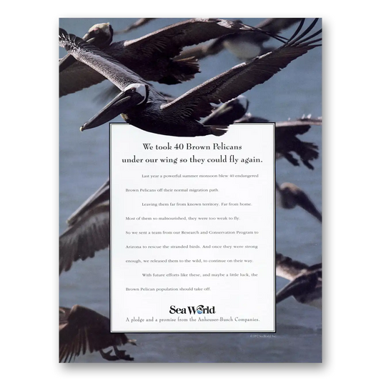 1993 Sea World Brown Pelicans Under Our Wing Vintage Magazine Print Ad