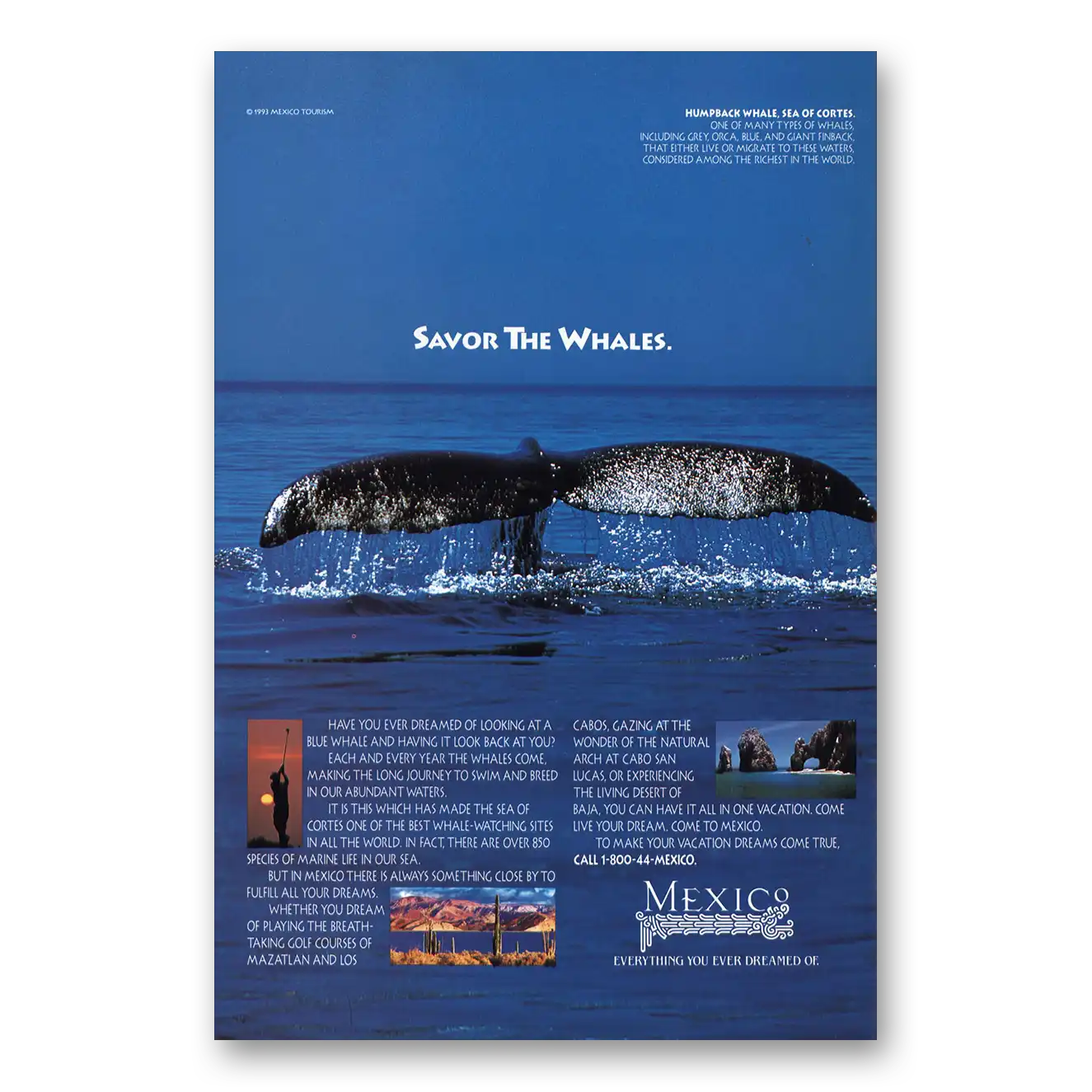 1995 Mexico Savor the Whales Vintage Magazine Print Ad