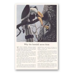 1939 Travelers Insurance Print Ad | Great Hornbill