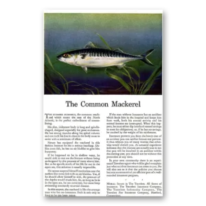 1943 Travelers Insurance Print Ad | Common Mackerel