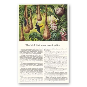 1943 Travelers Insurance Print Ad | Insect Police