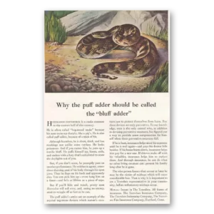 1945 Travelers Insurance Print Ad | Puff Adder