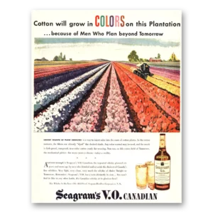 1946 Seagrams VO Whisky Print Ad | Cotton Will Grow