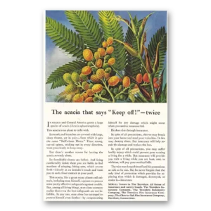 1946 Travelers Insurance Print Ad | Acacia