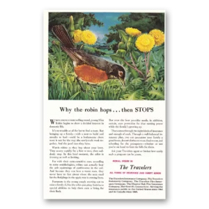 1950 Travelers Insurance Print Ad | Robin Hops