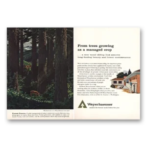 1962 Weyerhaeuser Print Ad | Trees Growing