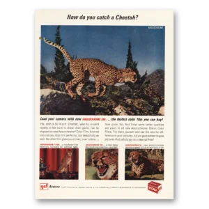 1964 Ansco Print Ad | Catch Cheetah