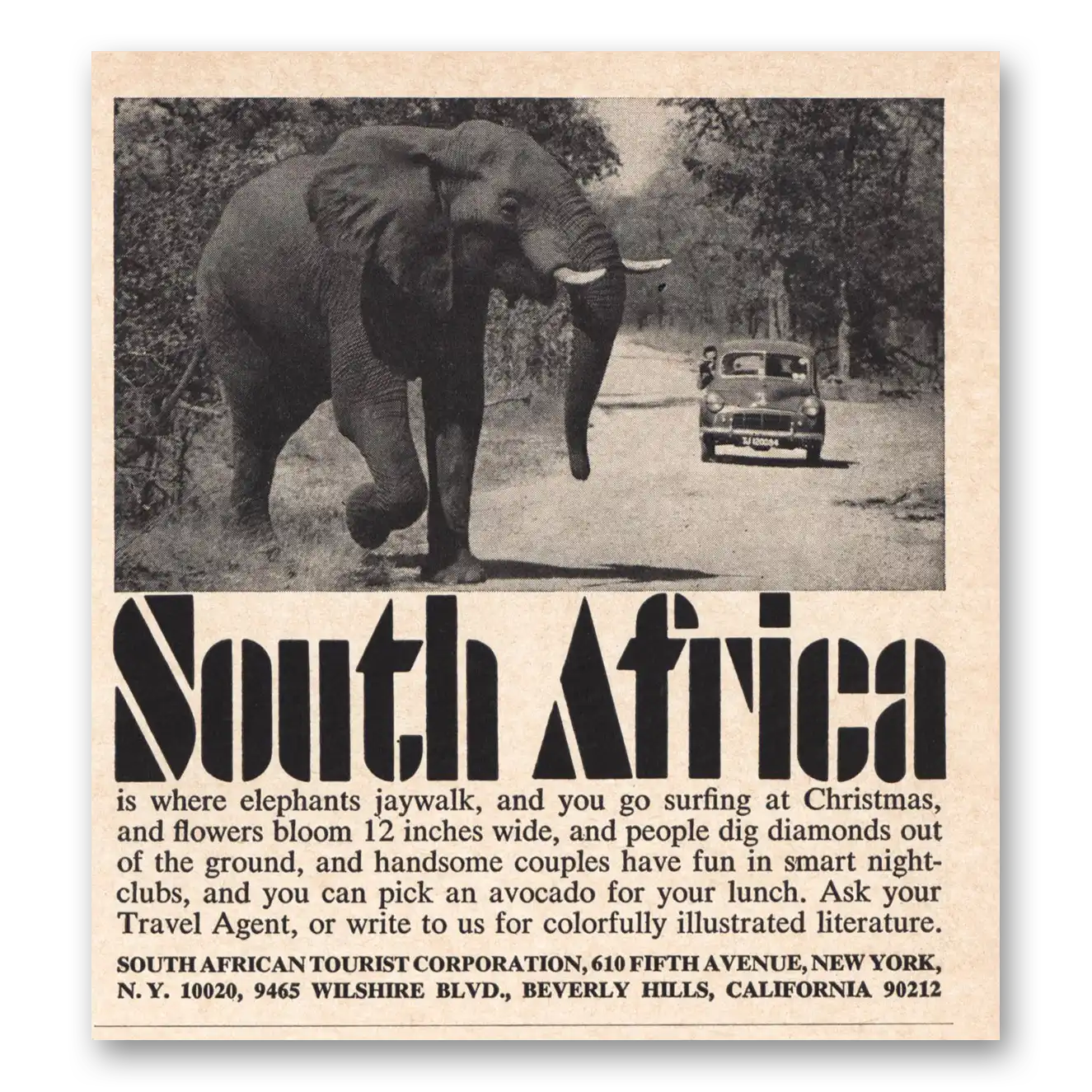 1966 South Africa Print Ad | Elephants Jaywalk