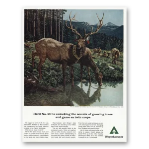 1967 Weyerhaeuser Print Ad | Growing Trees