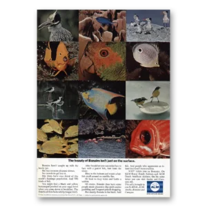 1969 KLM Royal Dutch Airlines Print Ad | Beauty Bonaire