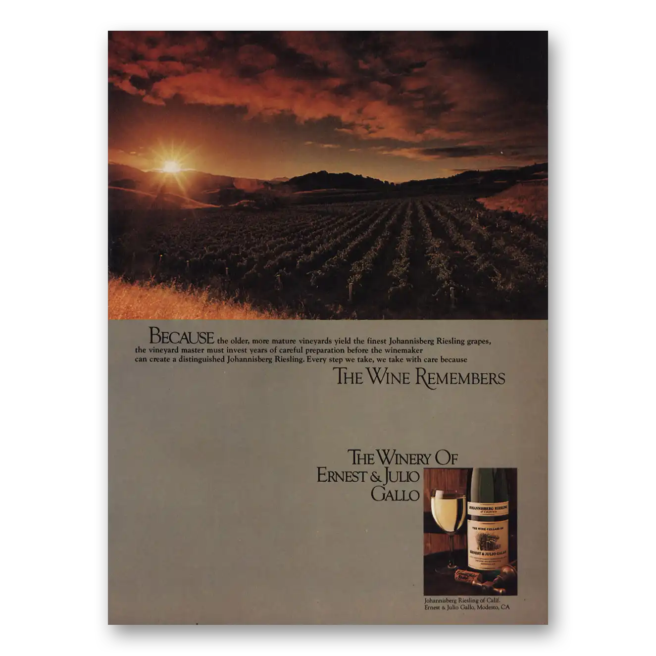 1980 Ernest & Julio Gallo Print Ad | Mature Vineyards